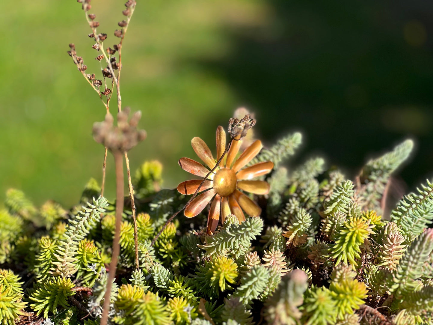Copper Daisy Flower