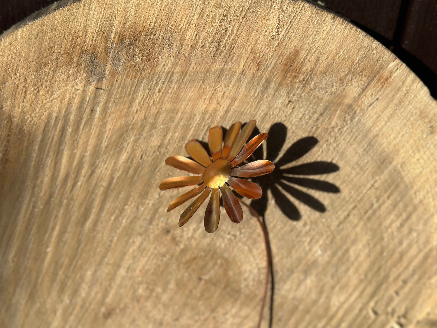 Copper Daisy Flower