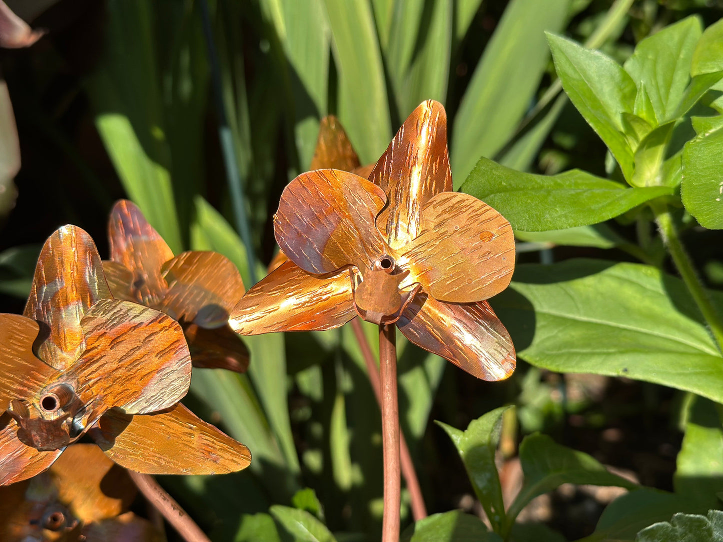 Copper Orchid Flower