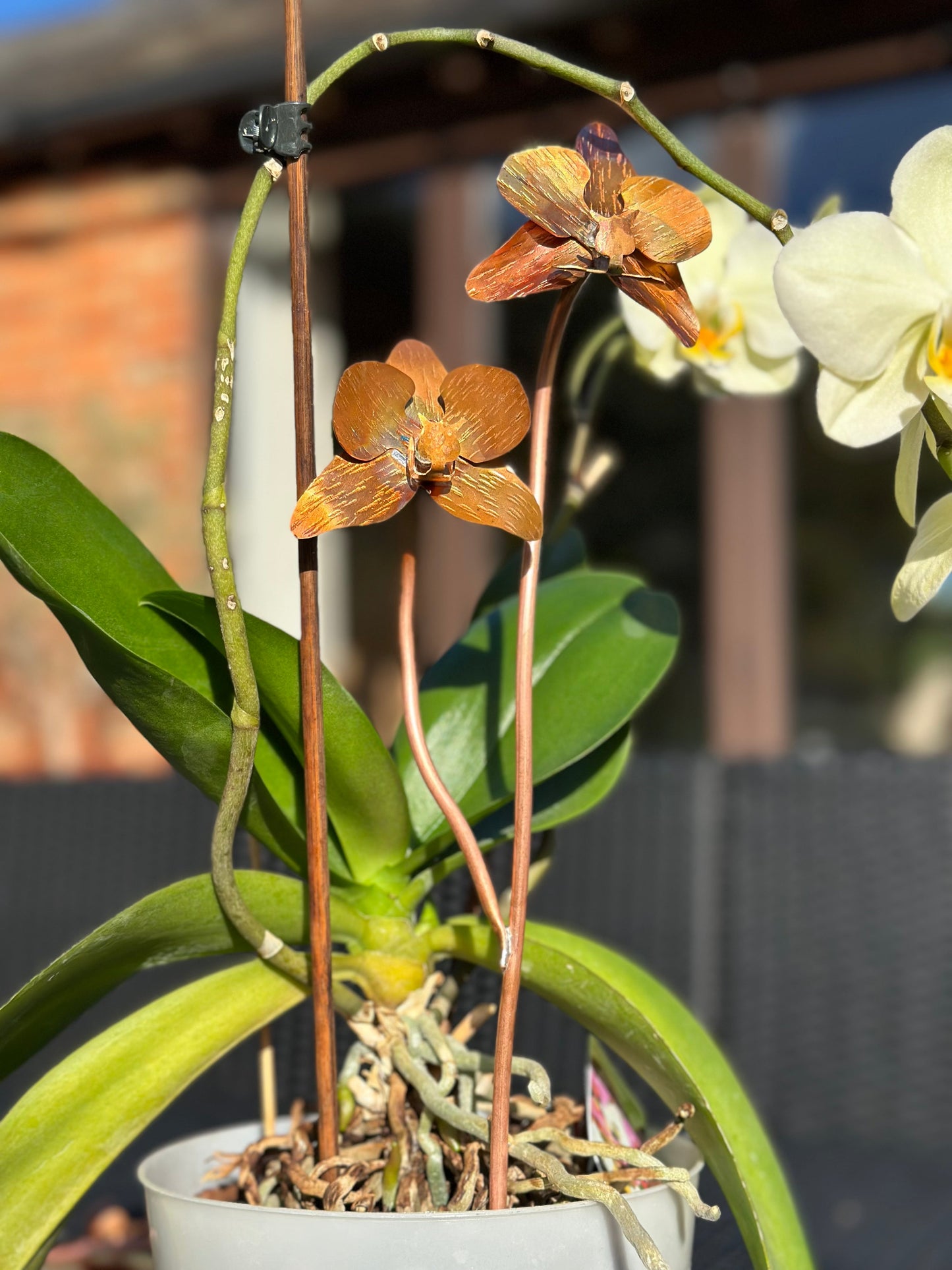 Copper Orchid Flower