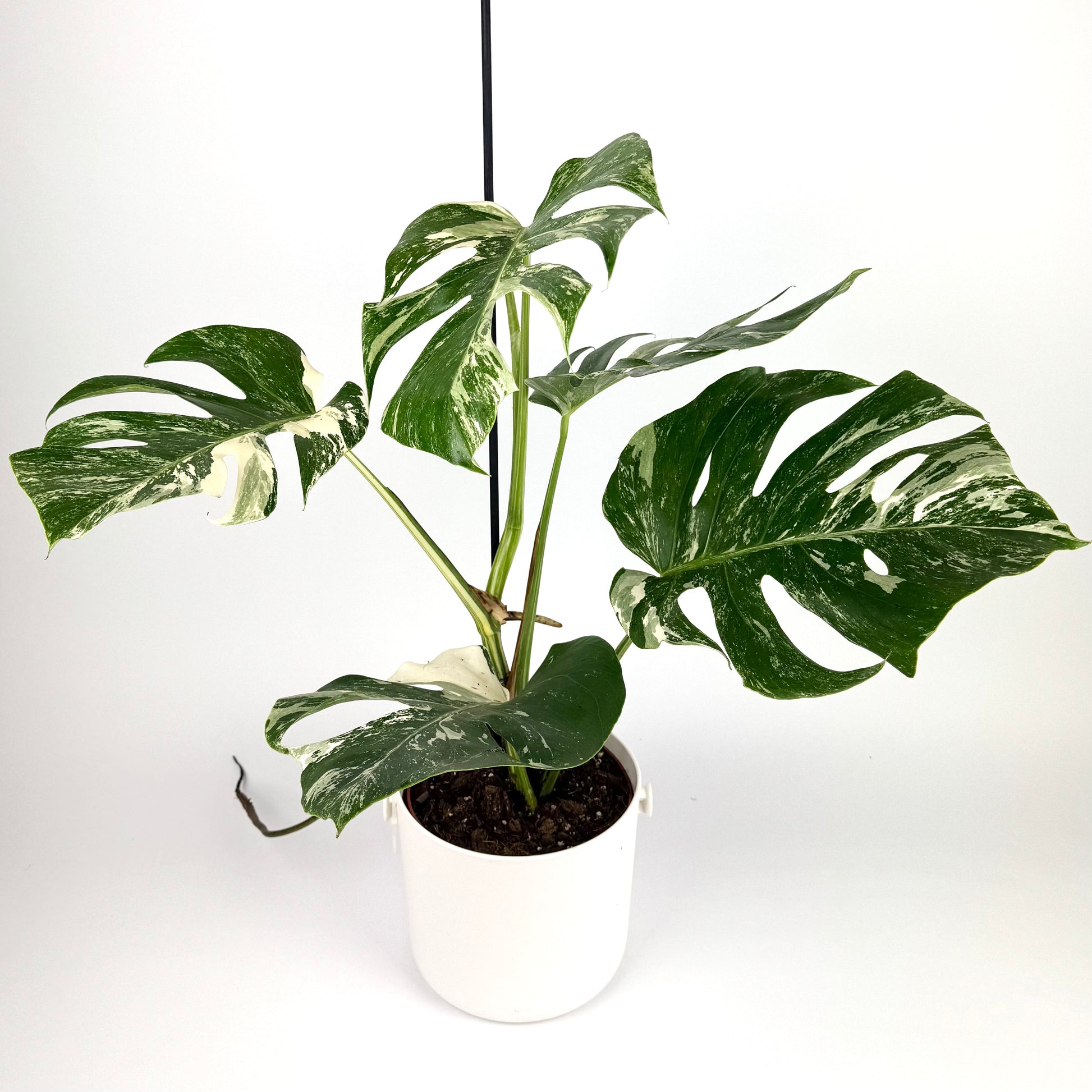 Monstera Deliciosa Albo Variegated 17cm Pot Size Houseplant - Woodmeadow Garden Centre