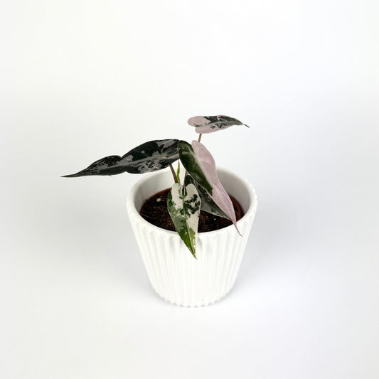 Alocasia Bambino Pink Variegata 6cm Potsize Houseplant - Woodmeadow Garden Centre