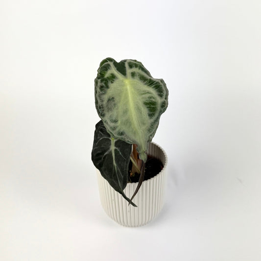 Alocasia venom 9cm Houseplant