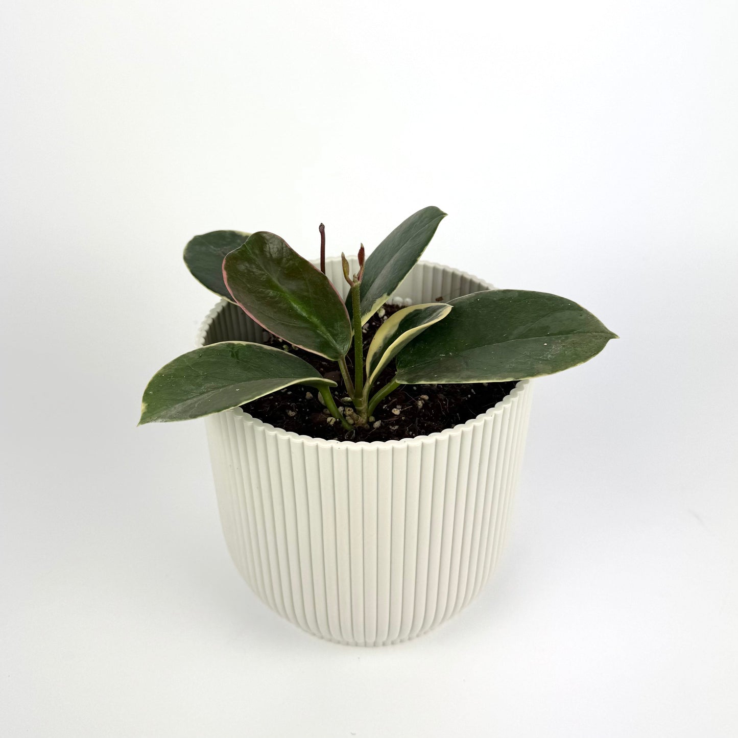 Hoya Australis Tenuipes 12cm Pot Size Houseplant