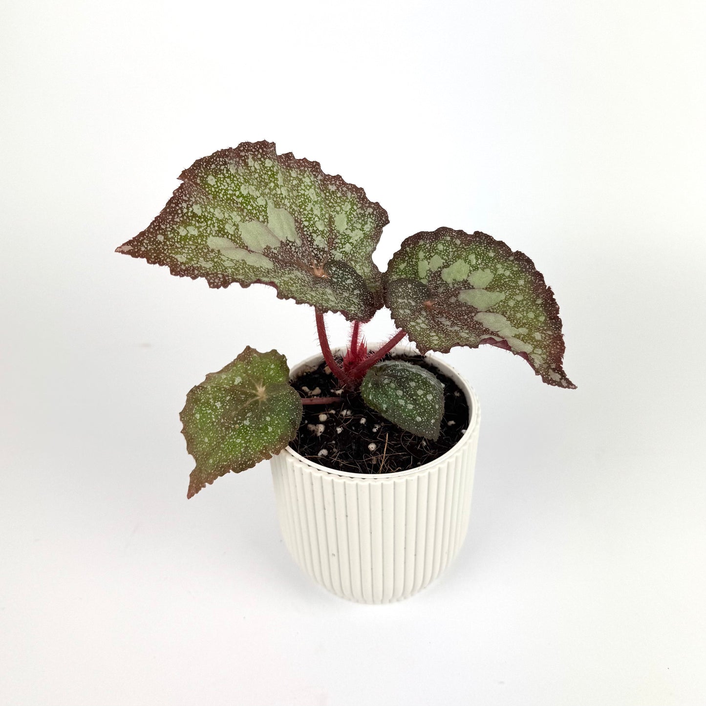 Begonia Super Universe 9cm Houseplant - Woodmeadow Garden Centre