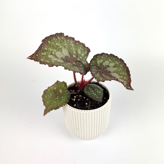 Begonia Super Universe 9cm Houseplant - Woodmeadow Garden Centre