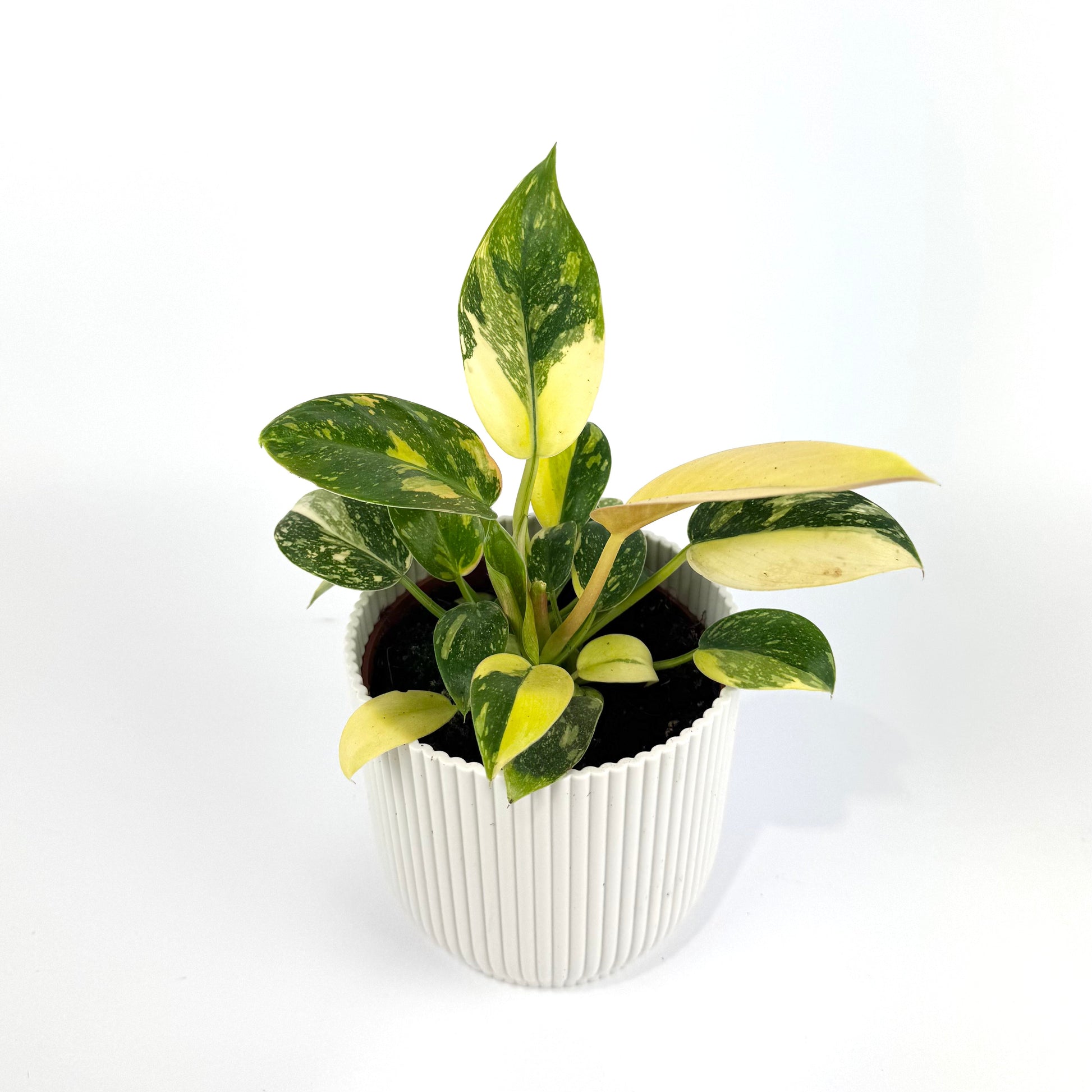 Philodendron Green Congo Hybrid 10.5cm Houseplant - Woodmeadow Garden Centre