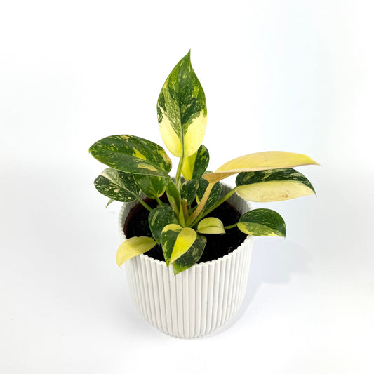 Philodendron Green Congo Hybrid 10.5cm Houseplant - Woodmeadow Garden Centre