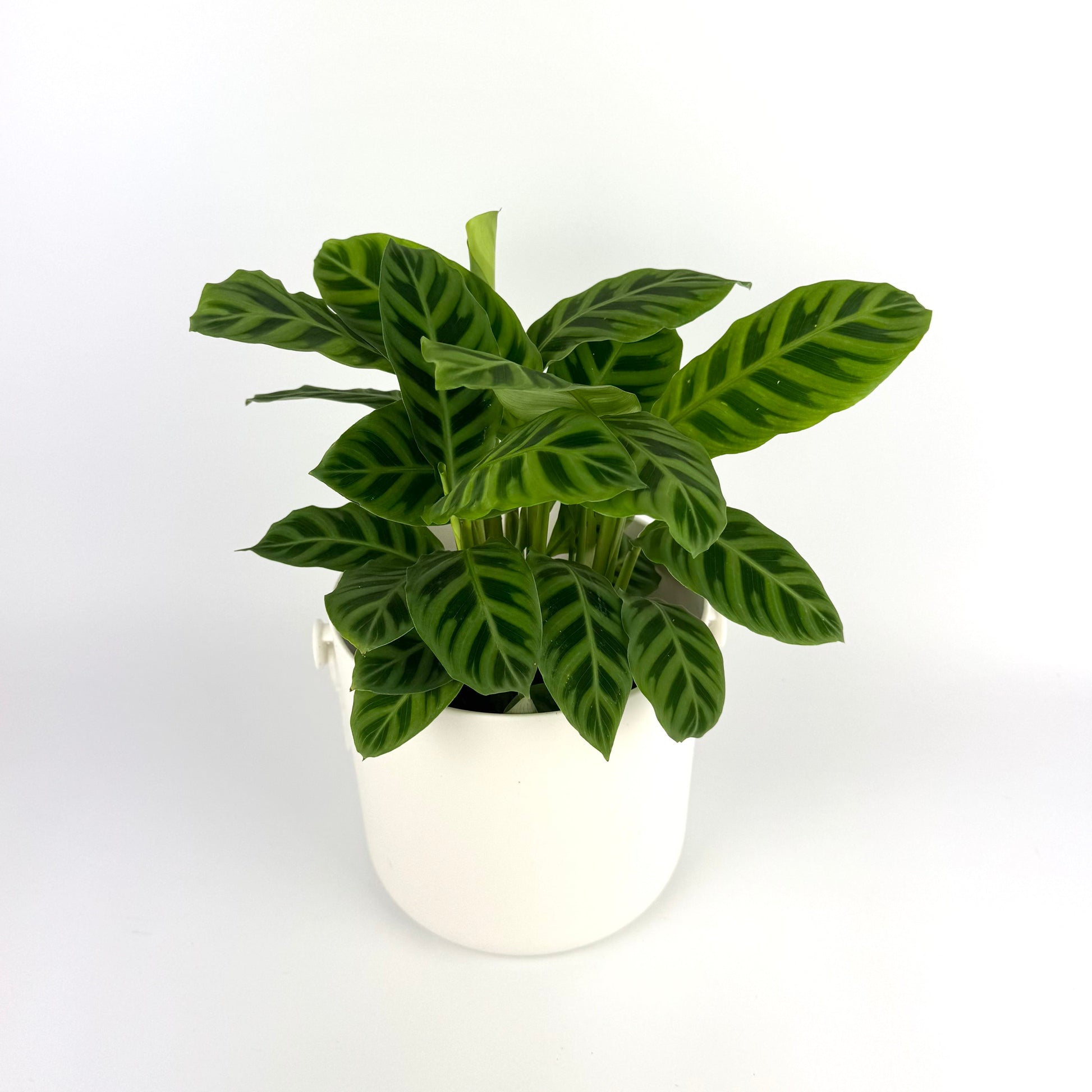 Calathea 14cm Houseplants - Zebrina - Woodmeadow Garden Centre