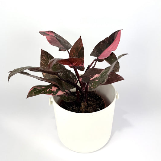 Philodendron Pink Princess Marble 14cm Houseplant