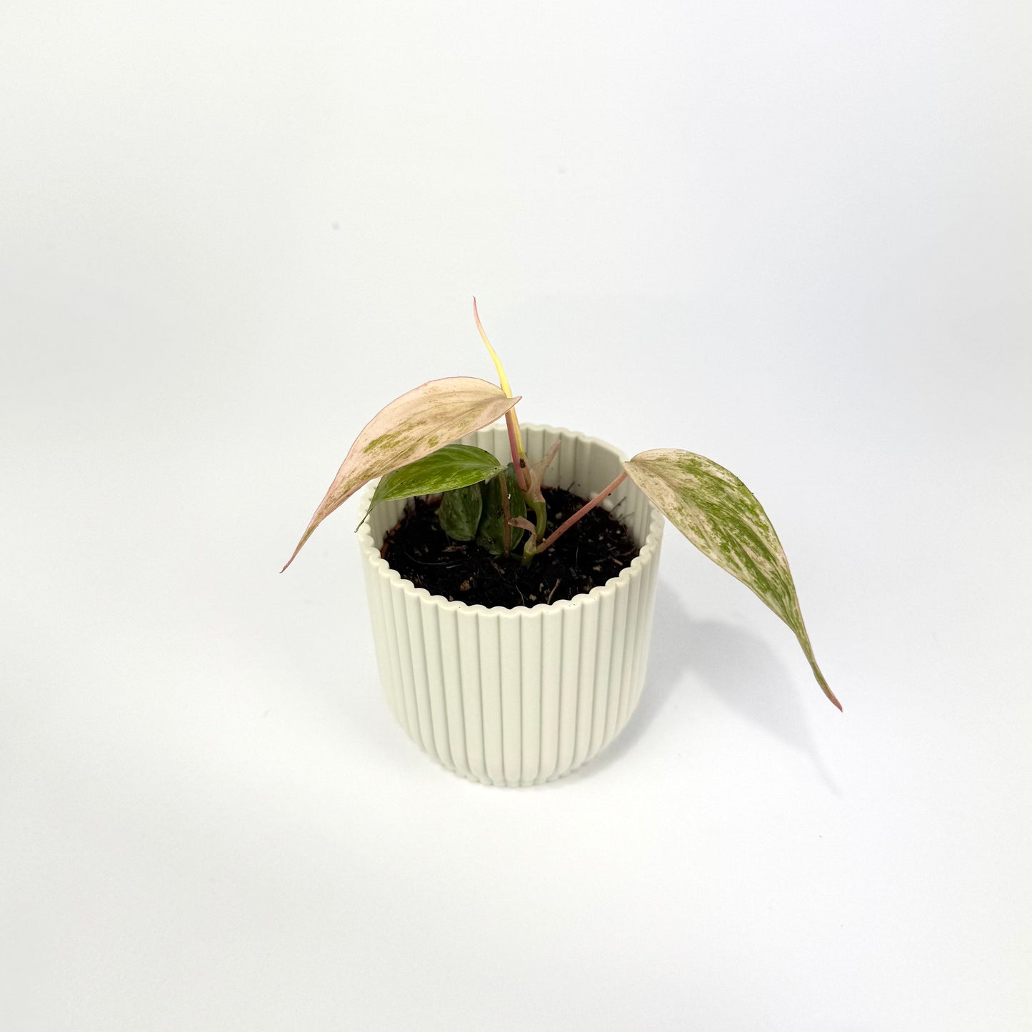 Philodendron Micans Marble Variegated 6cm Houseplant - Woodmeadow Garden Centre