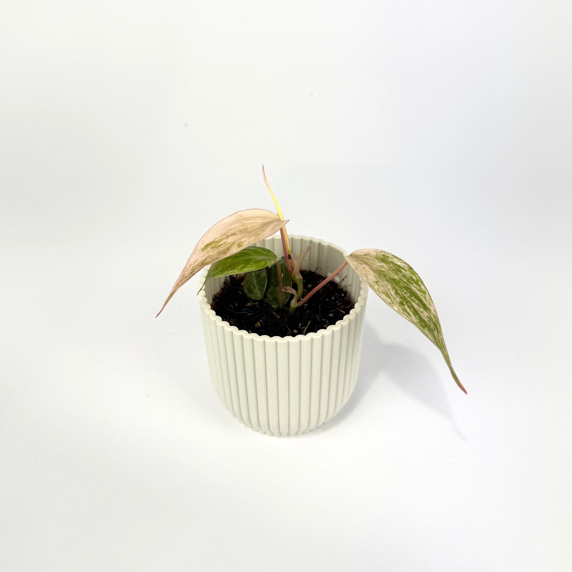 Philodendron Micans Marble Variegated 6cm Houseplant - Woodmeadow Garden Centre