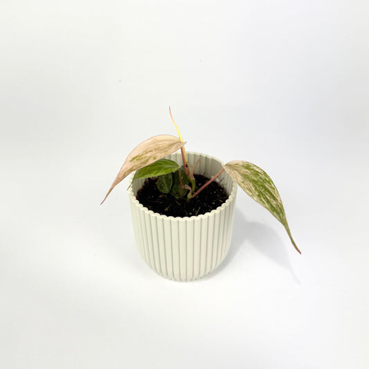 Philodendron Micans Marble Variegated 6cm Houseplant - Woodmeadow Garden Centre