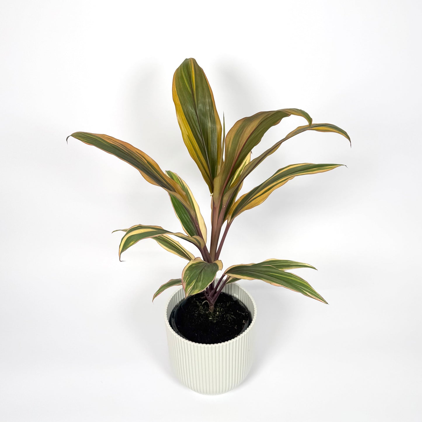 Cordyline Special Mix 12cm Houseplant - Caramel Variegated - Woodmeadow Garden Centre