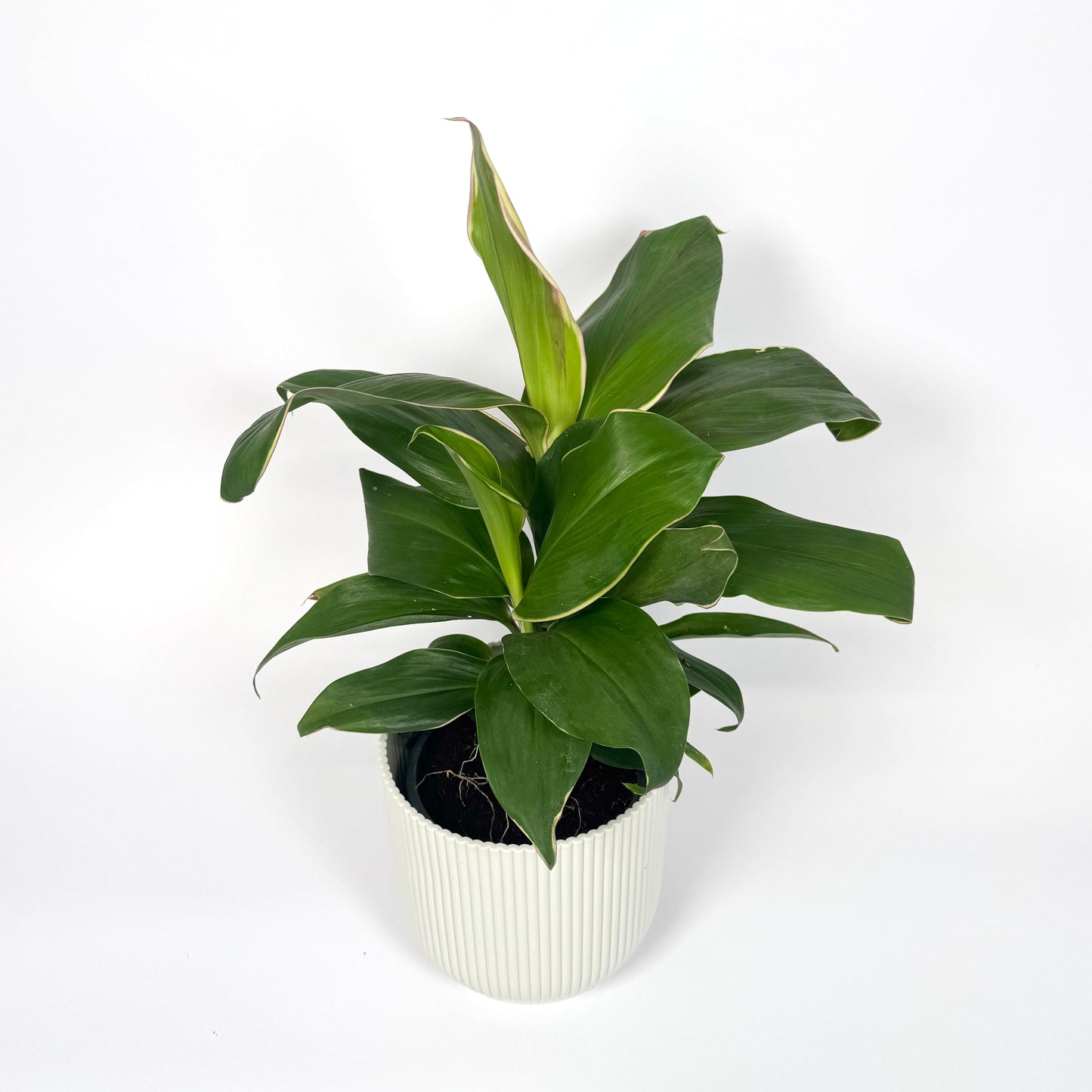 Cordyline Special Mix 12cm Houseplant - Pink Edge Variegated - Woodmeadow Garden Centre