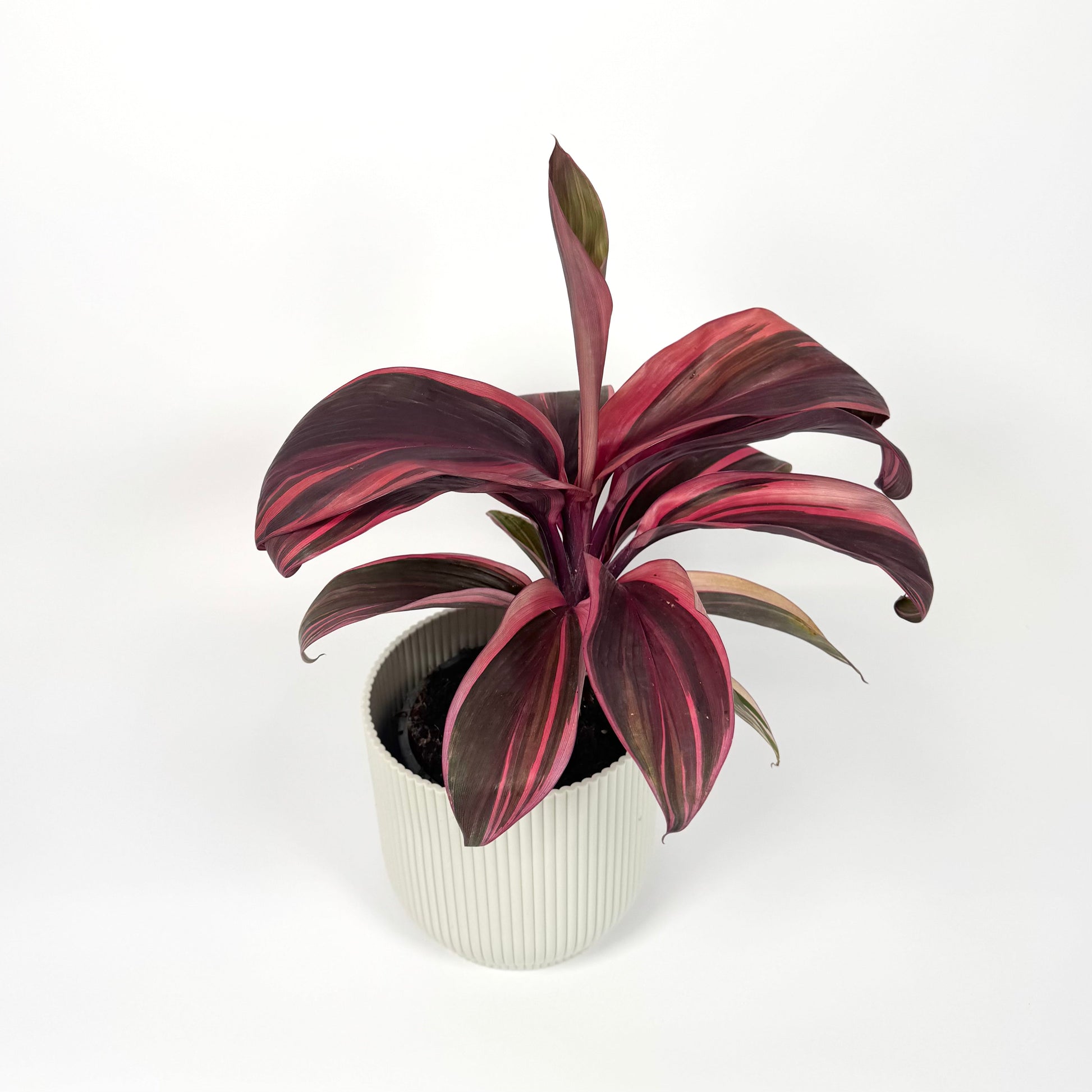Cordyline Special Mix 12cm Houseplant - Pink Variegated - Woodmeadow Garden Centre