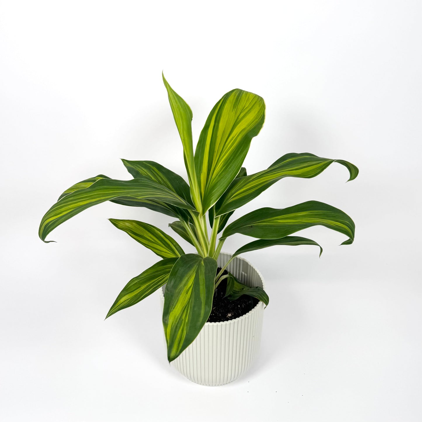 Cordyline Special Mix 12cm Houseplant - Aurea Variegated - Woodmeadow Garden Centre
