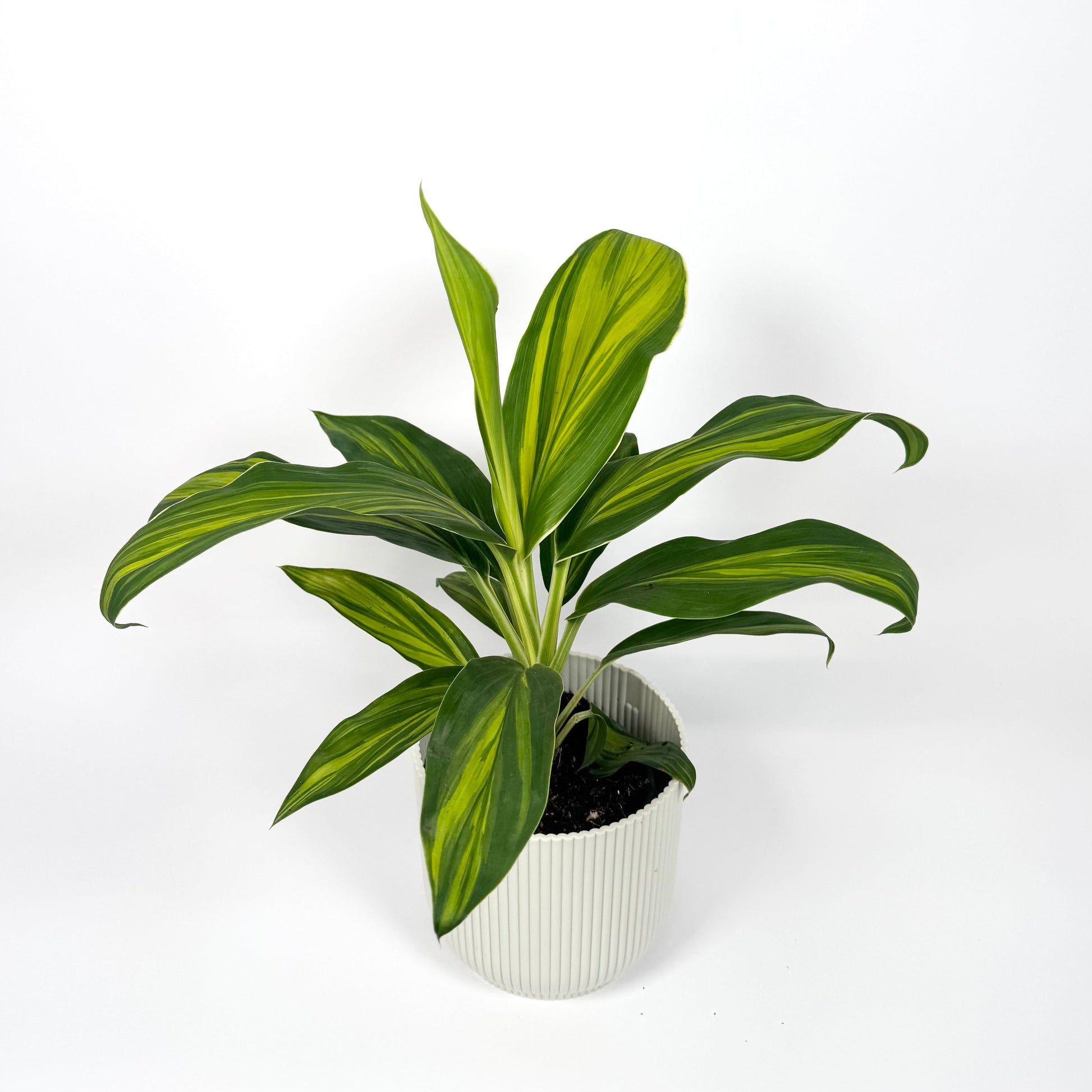 Cordyline Special Mix 12cm Houseplant - Aurea Variegated - Woodmeadow Garden Centre