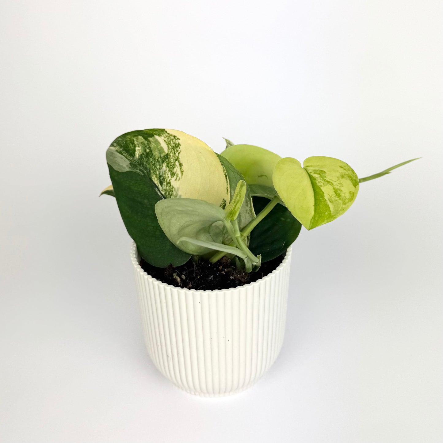 Scindapsus Jade Satin Aurea 12cm Houseplant - Woodmeadow Garden Centre