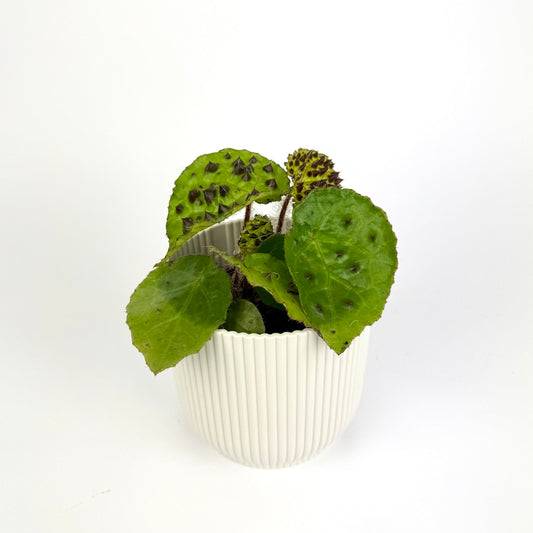 Begonia Mix 8cm Houseplant
