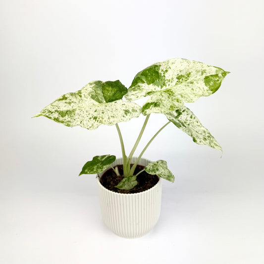 Alocasia odora variegata batik 10.5cm Houseplant
