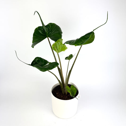 Alocasia Stingray 17cm Hanging Houseplant