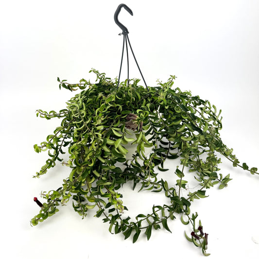 Aeschyn Twister 15cm Pot Size Houseplant