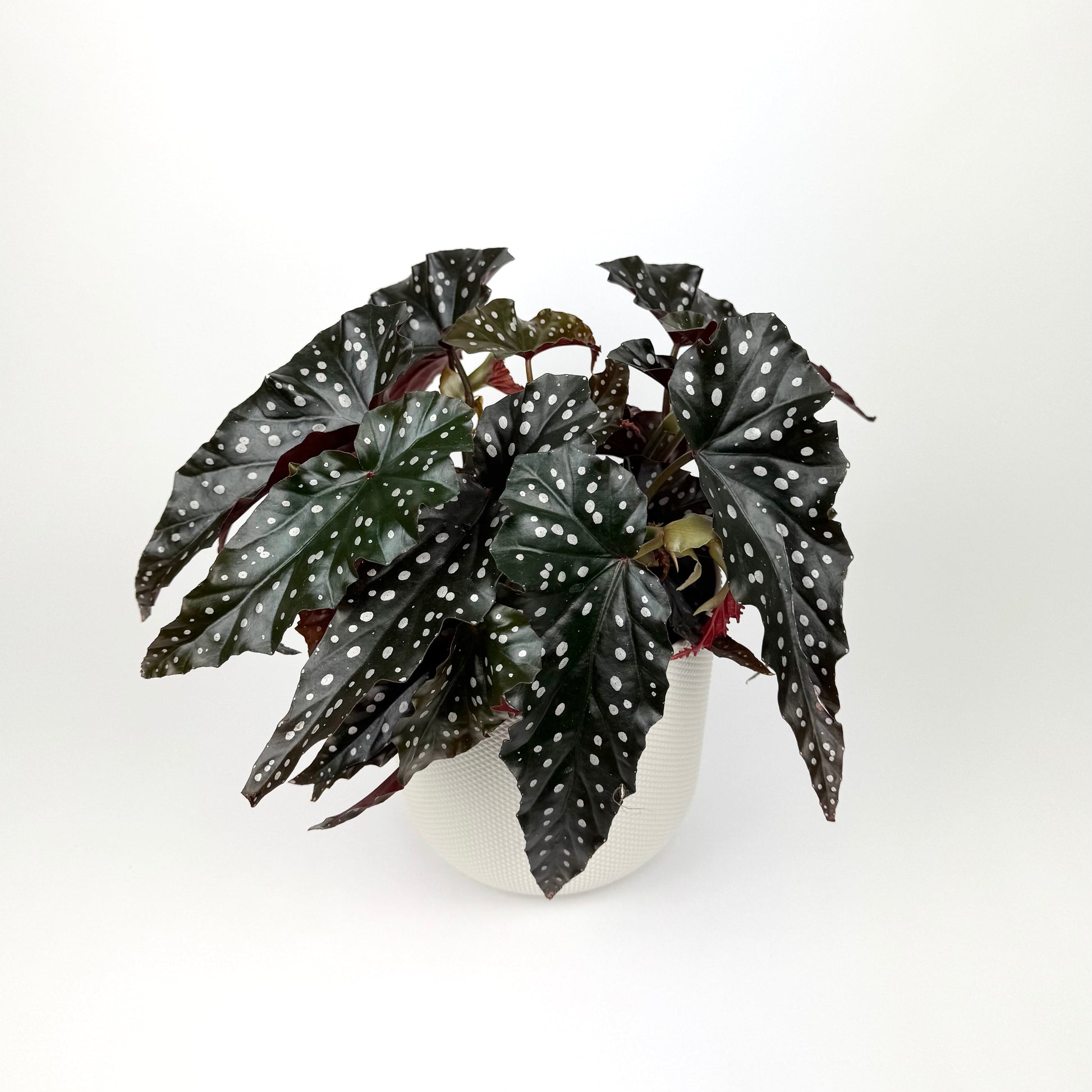 Begonia Black Forrest 14cm Pot Size Houseplant - Woodmeadow Garden Centre