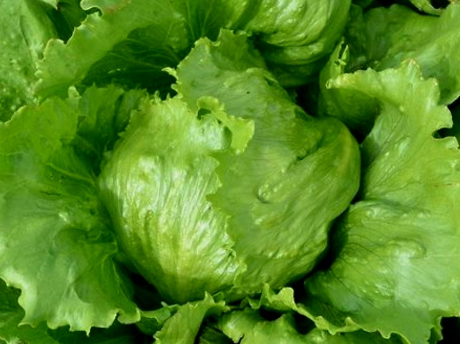 Lettuce Plug Plants MIXED PACK "Grow Your Own" Salad 'Ready to Plant Now' Young Vegetable Plants 'Eco Friendly Packaging' **Letterbox Friendly**