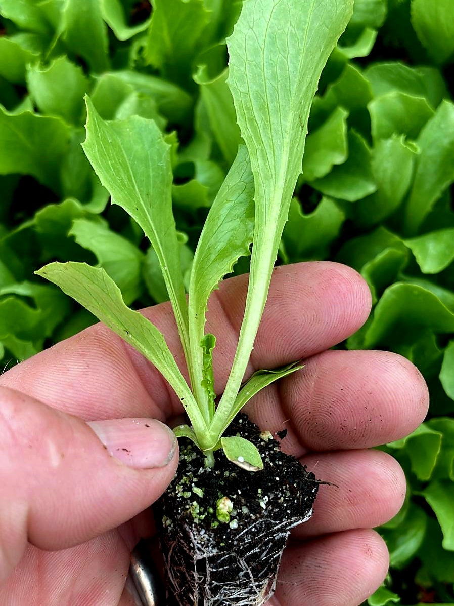 Iceberg Lettuce Plug Plants "Grow Your Own" Salads 'Eco Friendly Packaging' **Letterbox Friendly**