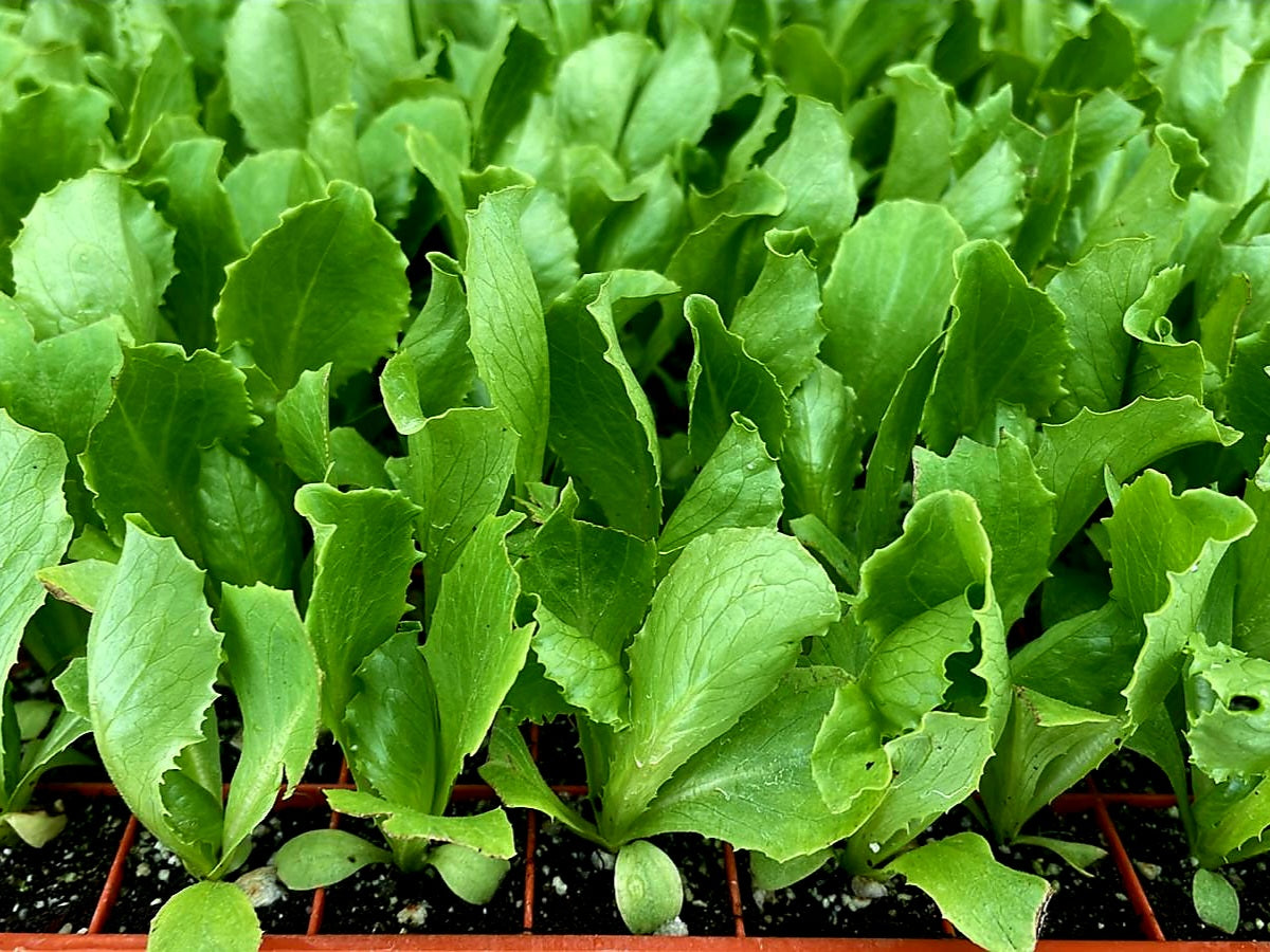 Iceberg Lettuce Plug Plants "Grow Your Own" Salads 'Eco Friendly Packaging' **Letterbox Friendly**