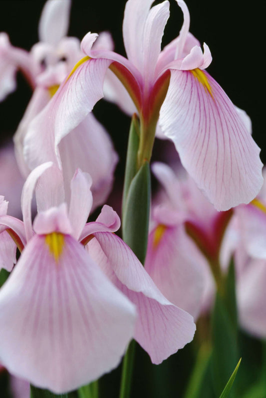 Iris ensata Darling