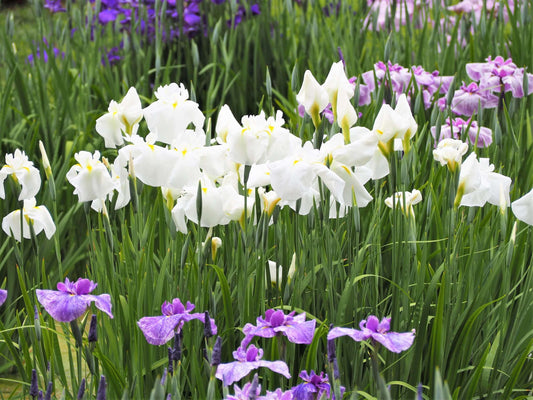 Iris ensata Dramatic Moment