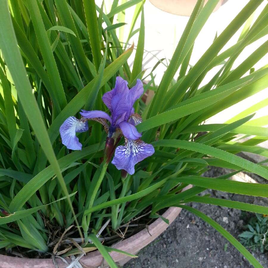 Iris setosa - Marginal Pond Plants - BP067