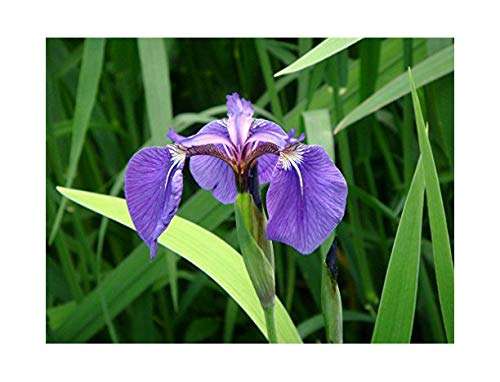 Iris setosa - Marginal Pond Plants - BP067