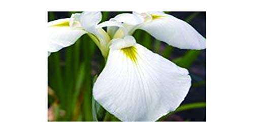 Iris ensata Dramatic Moment - Marginal Pond Plants - BP054