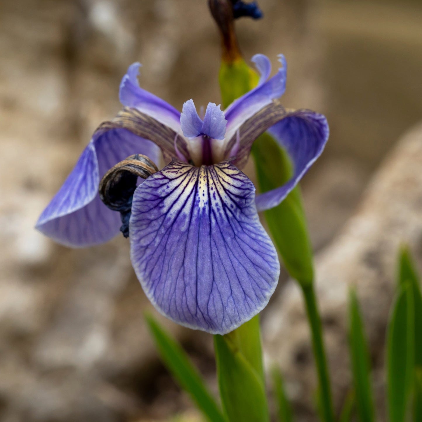 Iris setosa - Marginal Pond Plants - BP067