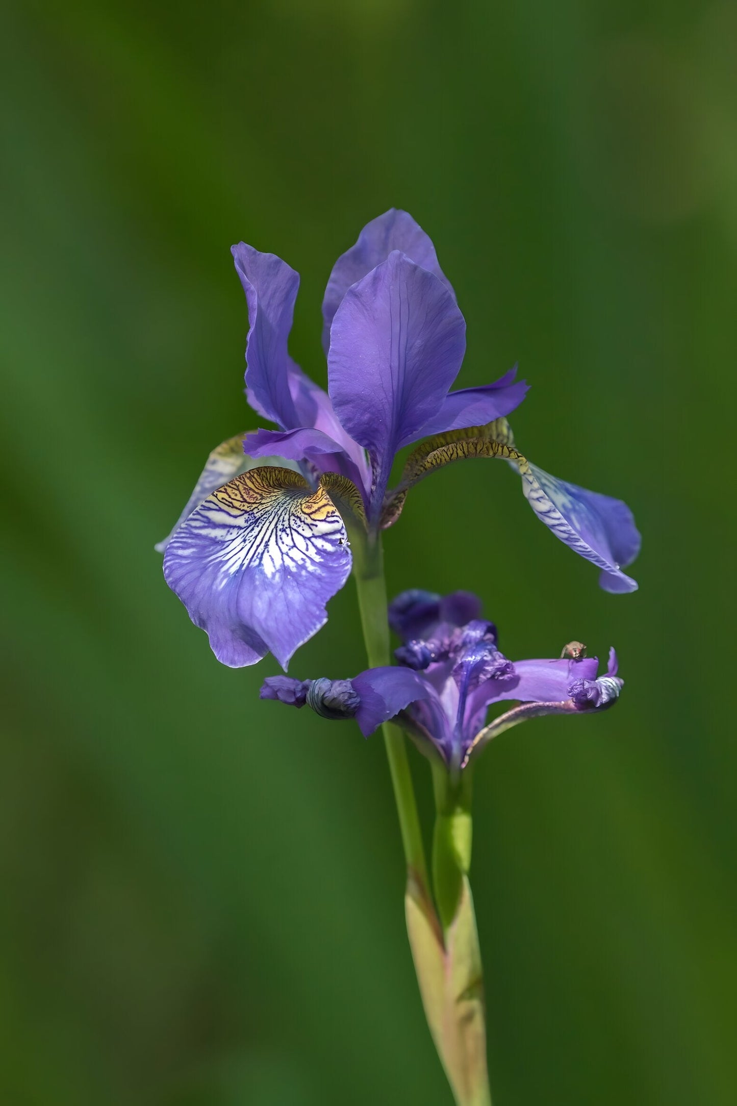 Iris sibirica (Siberian flag)