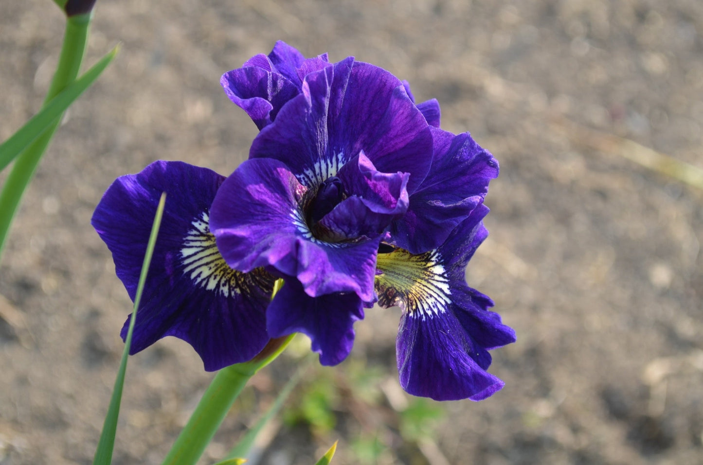 Iris sibirica (Siberian flag)