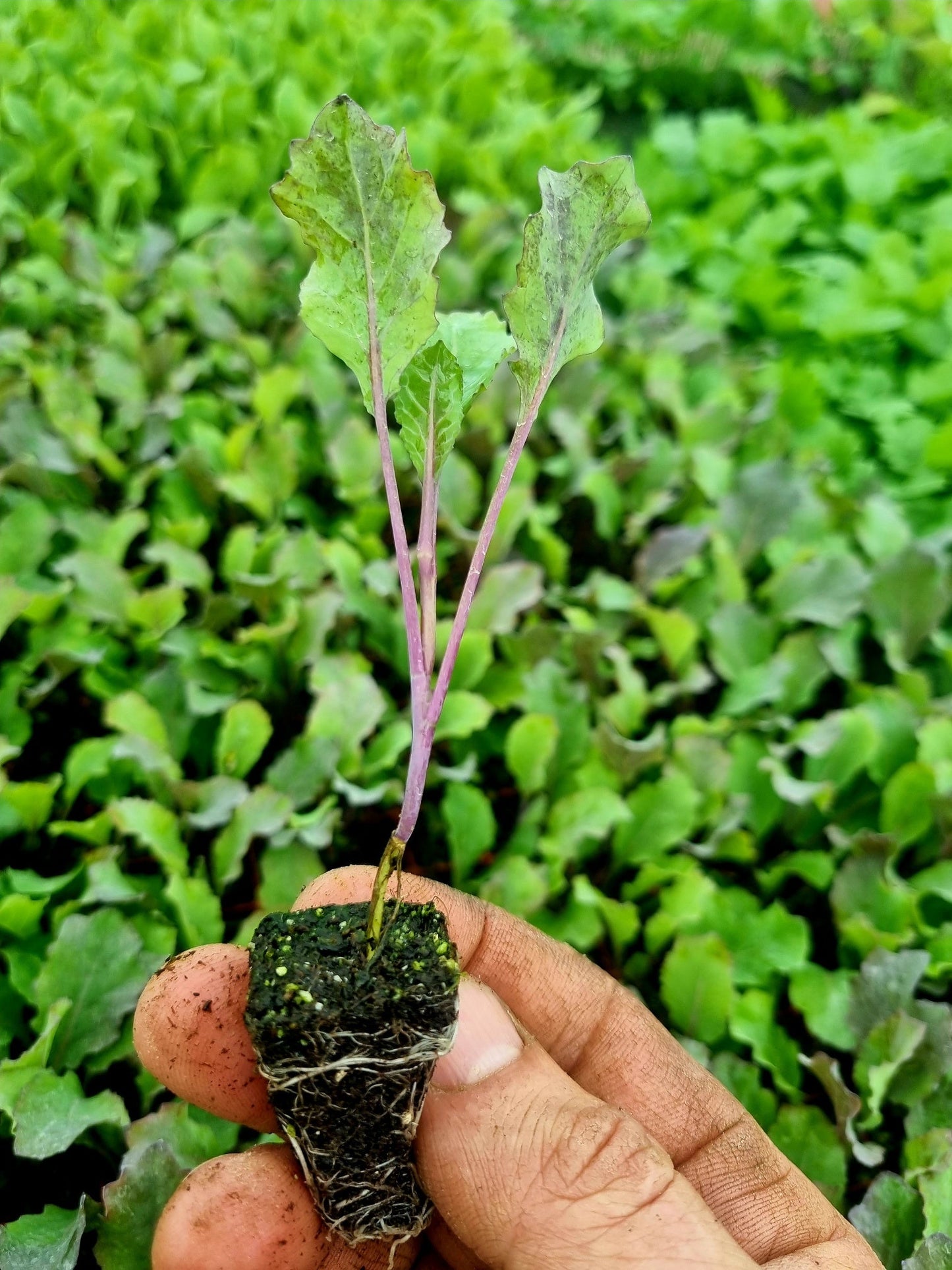 January King Plug Plants "Grow Your Own" Vegetables **Letterbox Friendly**