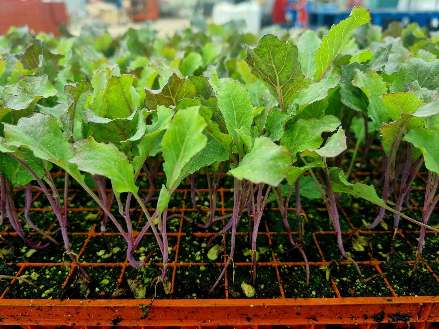 January King Plug Plants "Grow Your Own" Vegetables **Letterbox Friendly**