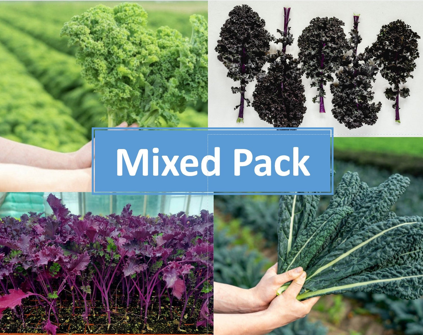 Kale Plug Plants MIXED PACK "Grow Your Own" Vegetables **Letterbox Friendly**