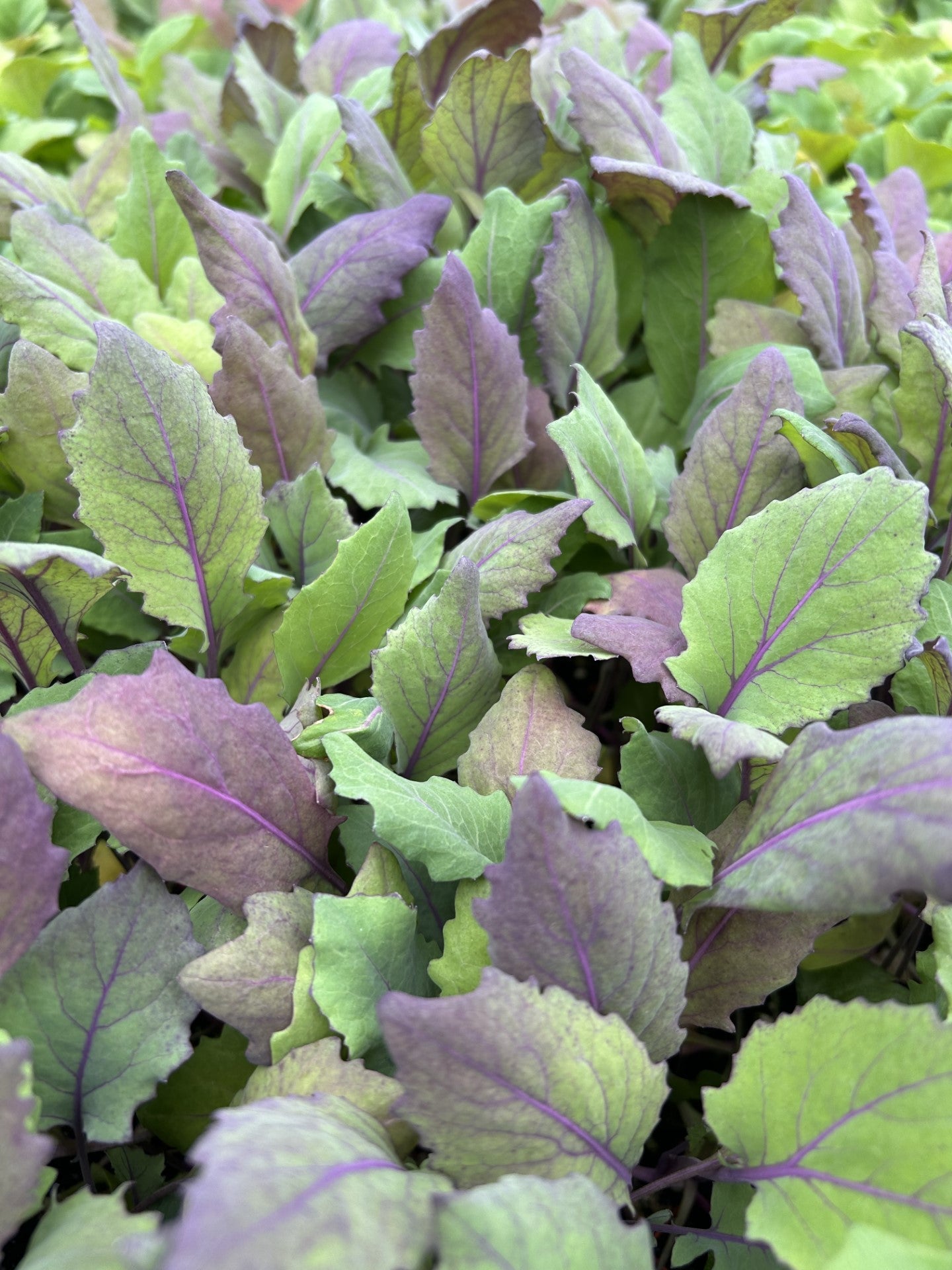 Kohlrabi Red Plug Plants - "Grow Your Own" Vegetables **Letterbox Friendly**
