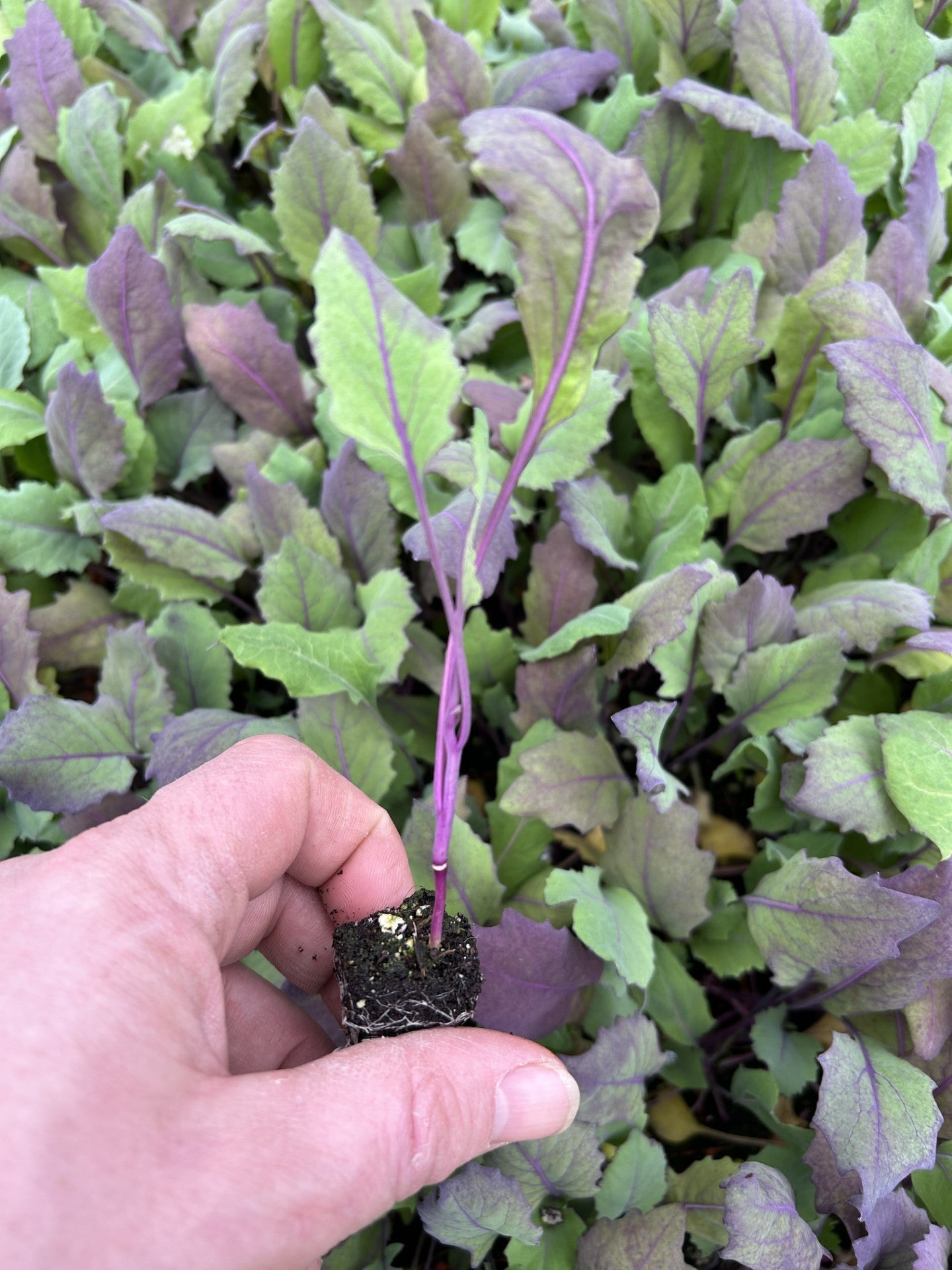 Kohlrabi Red Plug Plants - "Grow Your Own" Vegetables **Letterbox Friendly**