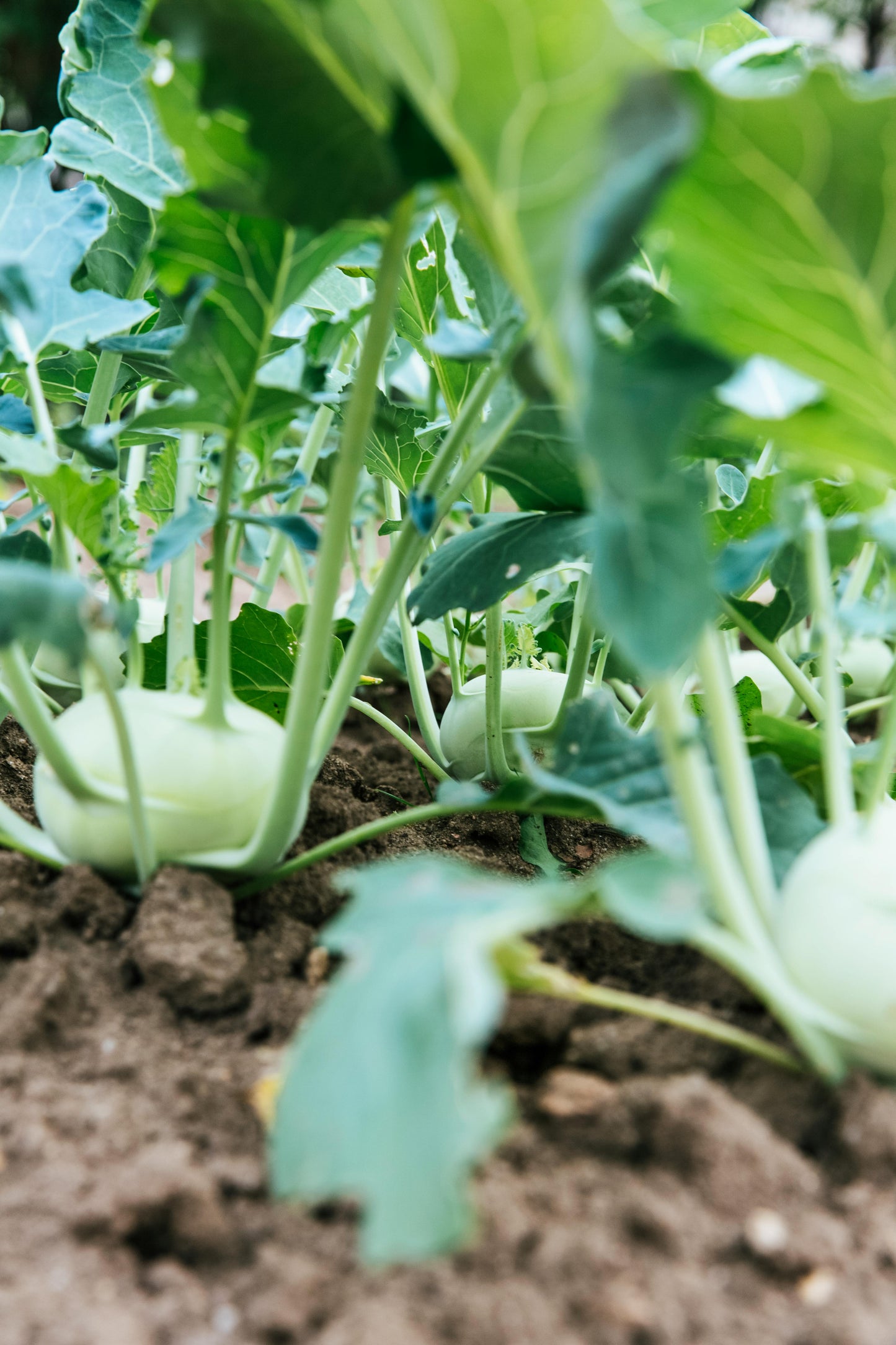 Kohlrabi Plug Plants - "Grow Your Own" Vegetables **Letterbox Friendly**