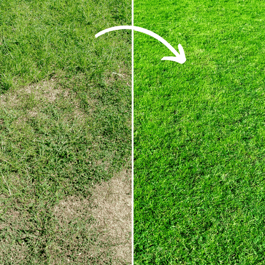 Fill & Fix Lawn Patch Repair Blend