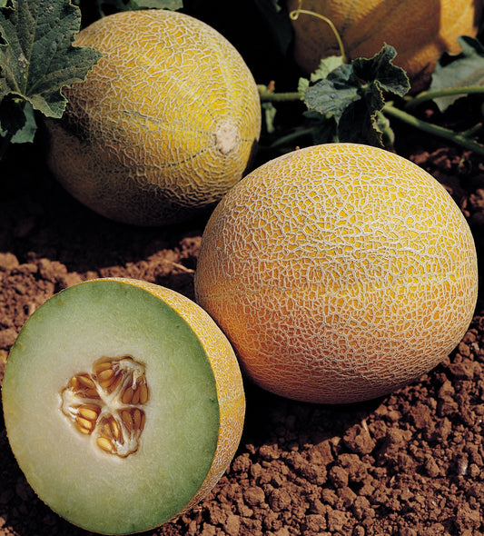 Galia Melon Plug Plants - "Grow Your Own" Fruit **Letterbox Friendly**