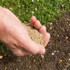 Lawn Seed