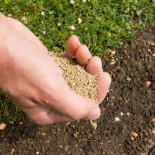 Hardwearing Lawn Seed