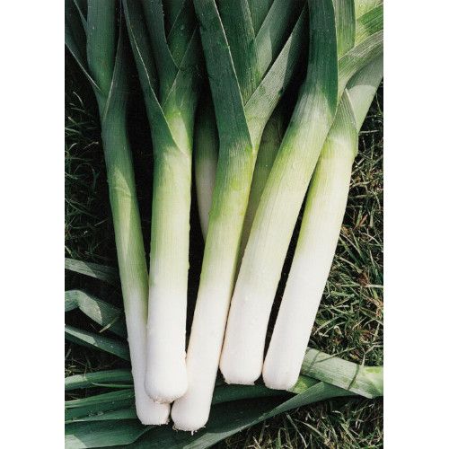 Leek Plug Plants "Grow Your Own" Vegetables **Letterbox Friendly**